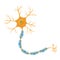 a neuron is a cell of the nervous system. Detailed brain cell, orange and blue colors. Vector illustration isolated on