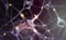 Neuron cells