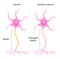 Neuron concept vector. Dendrite, axon, soma of neuron. Multiple sclerosis, nerve anatomy illustration.