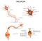 Neuron detailed anatomy