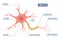 Neuron Diagram Flat Infographics