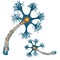 Neuron that is the main part of the nervous system.