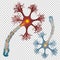 Neuron that is the main part of the nervous system.