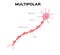 Neuron multipolar anatomy . infographic