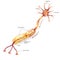 Neuron with myelin sheath