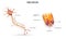 Neuron and myelin sheath