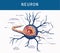 neuron nerve cell in section neurology medicine synapse physiology