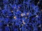 Neuron network with amyloid plaques