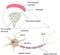 Neuron and Synapse Labeled Diagram