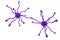 Neuronal synapses, brain cells