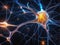 Neurons communicate with each other using electrochemical signals, Nerve cell,