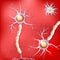 Neurons and glial cells in the brain on red background