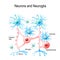 Neurons and neuroglial cells.