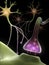 Neurons and Synapse