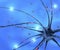 Neurons synapse brain functions