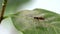 Neuroptera of net-winged insect on green leaf