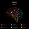 Neuroscience infographic on black background. Human brain lobes and sections illustration. Brain anatomy structure