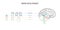 Neuroscience infographic on white background. Human brain evolution from embyo to adult . Brain vesicles and anatomy