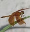 Neurothemis fluctuans