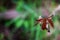 Neurothemis fulvia, the fulvous forest skimmer, is a species of