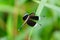 Neurothemis tullia, or pied paddy skimmer, perched on a leaf in a springtime setting