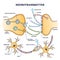 Neurotransmitter process detailed anatomical explanation outline diagram