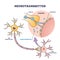 Neurotransmitter process with synapse, vesicle and receptors outline diagram