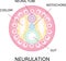 Neurulation. the process of neurulation . Human embryonic development. Vector illustration