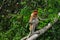 Neusaap, Proboscis monkey, Nasalis larvatus