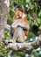 Neusaap, Proboscis Monkey, Nasalis larvatus