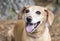 Neutered male tan Dachshund and Beagle mix breed dog panting