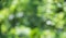 Neutral green blurred natural background