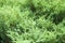 Neutral green foliage on branches of thuja western. Selective focus. Foliage on branches of thuja western as tecture