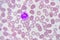 Neutrophil cell