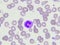 Neutrophil cell