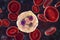 Neutrophil, a white blood cell