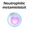 Neutrophils structure. Blood cell neutrophils. Metamyelocytes. White blood cells. leukocytes. Infographics. Vector