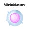 Neutrophils structure. Blood cell neutrophils. Myeloblast White blood cells. leukocytes. Infographics. Vector