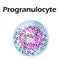 Neutrophils structure. Blood cell neutrophils. Progranulocyte. White blood cells. leukocytes. Infographics. Vector