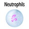 Neutrophils structure. Blood cell neutrophils. White blood cells. leukocytes. Infographics. Vector illustration on