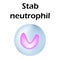 Neutrophils structure. Blood cell neutrophils. White blood cells. leukocytes. Infographics. Vector illustration on