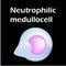 Neutrophils structure. Blood cell neutrophils. White blood cells. leukocytes. Infographics. Vector illustration on