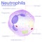 Neutrophils are white blood cells.
