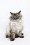 NEVA MASQUERADE SIBERIAN CAT, COLOR SEAL TABBY POINT, MALE AGAINST WHITE BACKGROUND