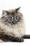 NEVA MASQUERADE SIBERIAN CAT, COLOR SEAL TABBY POINT, MALE AGAINST WHITE BACKGROUND