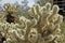 In Nevada, Cactus plants are back lit by the sun showing their spines and designs.