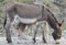 Nevada Charms, wildlife, donkeys, wild burros