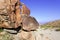 Nevada Desert Rock Petroglyphs