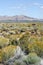 Nevada Desert Scenic