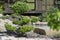 Nevak, wood, bonsai. Use in landscape design